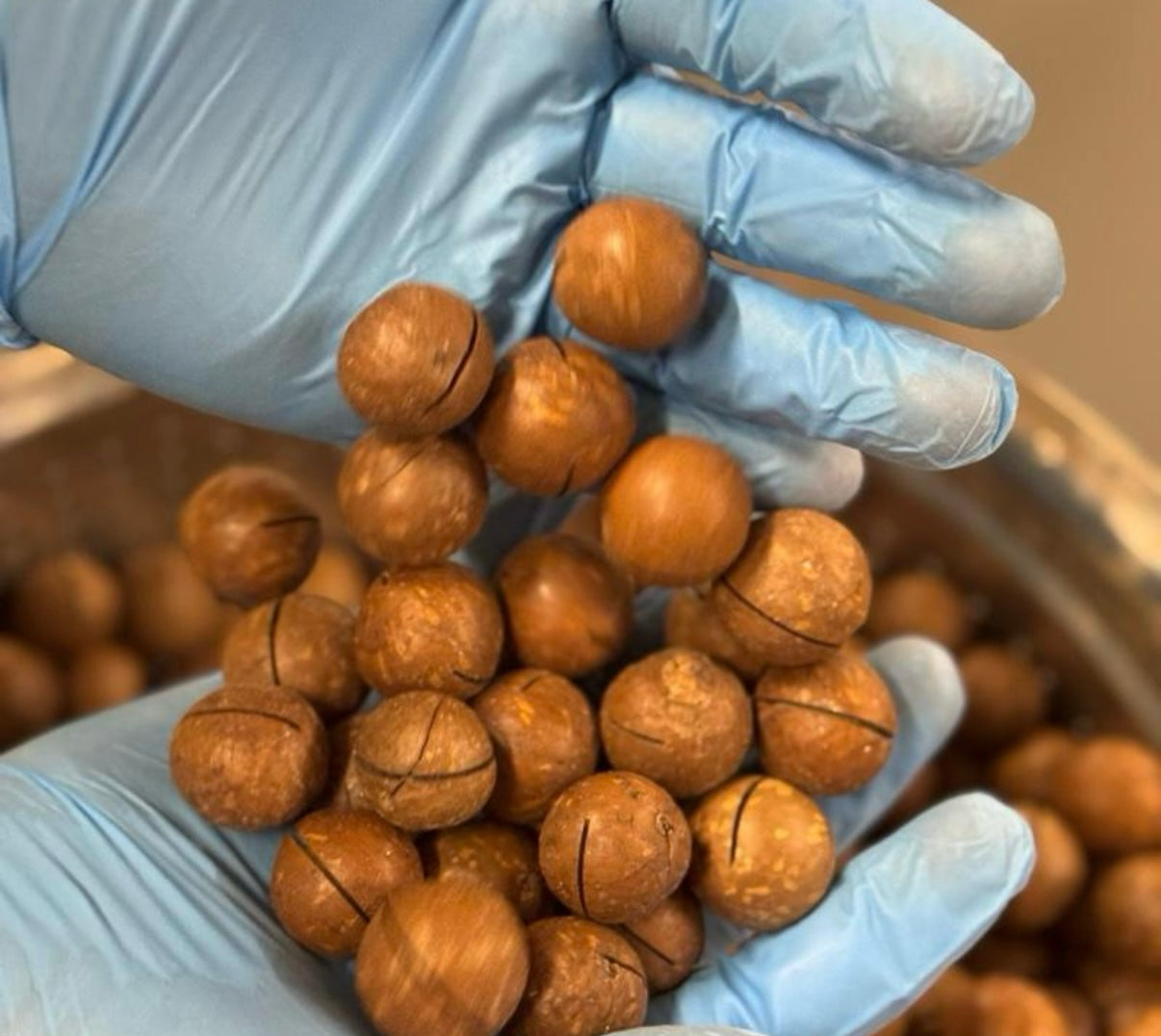 Macadamia nuts Snack dried Nuts Dry with key opener