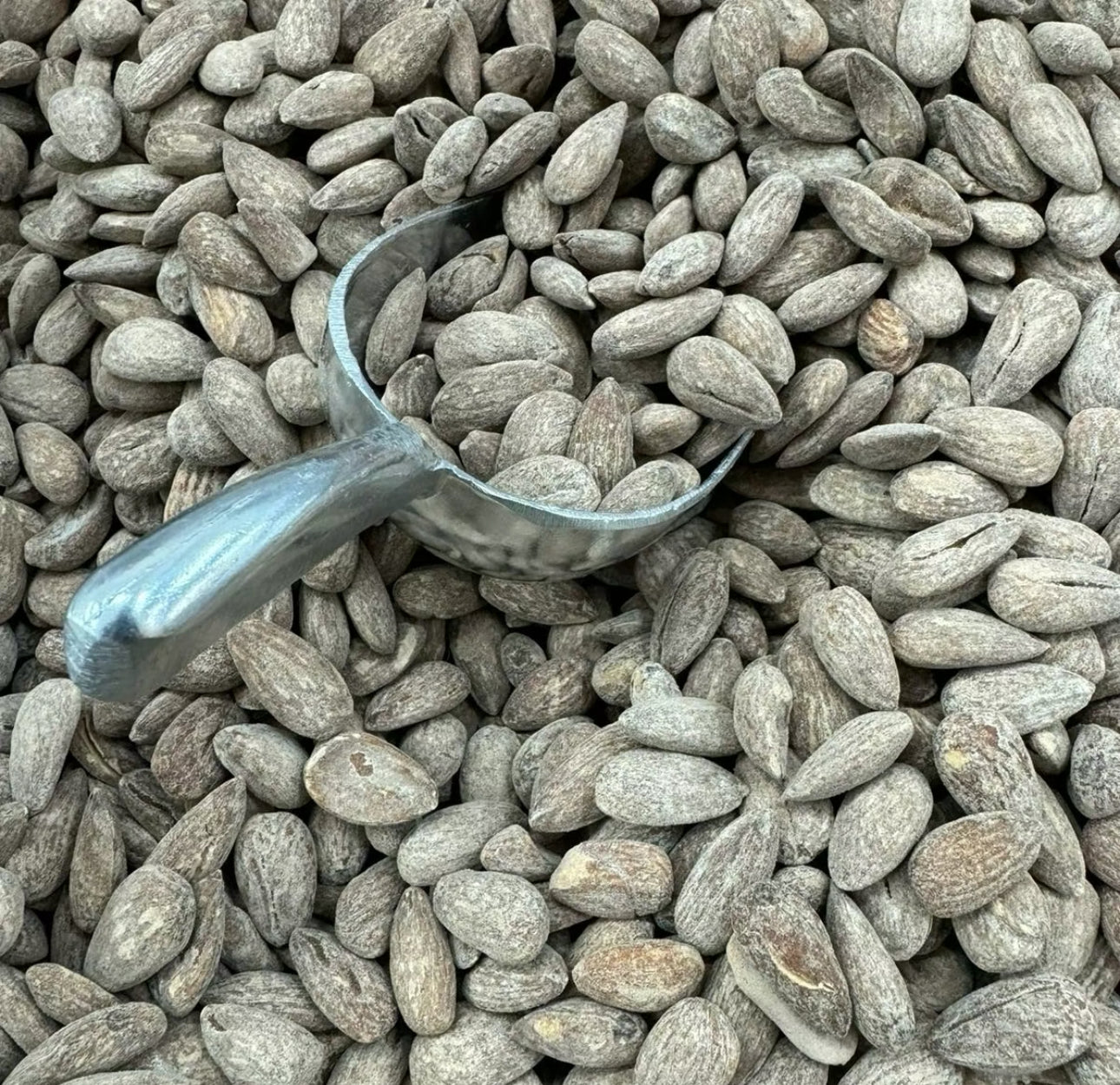 Roasted Almonds- Salted & Roasted Almonds